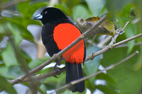 Ramphocelus costaricensis